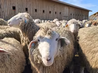 Ոչխար, Kuibyshev sheep — լուսանկար 4