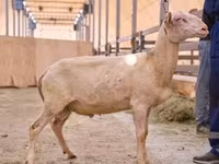 Խոյ, East Friesian Dairy sheep — լուսանկար 1