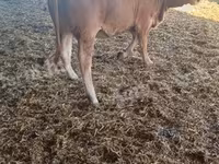 सांड, Simmental cattle — फ़ोटो 2