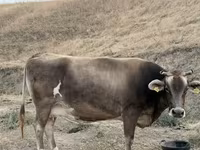 Կով, Խոշոր եղջերավոր — լուսանկար 3