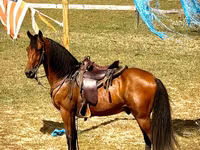 Ձի, Tennessee Walking Horse — լուսանկար 5