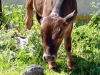 Bull, Cattle — photo 8