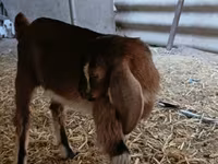 Cabro, Nubian Goat — foto 7