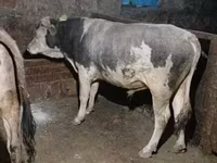 Toro, Ganado vacuno — foto 3