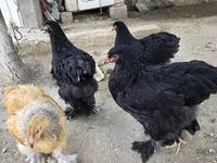 Brahma — foto 3