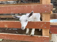 عنزة, Fergana goat — الصورة 4