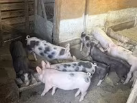 Sow, Pigs — photo 4