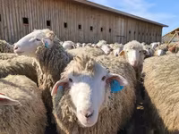 母羊, Edilbay sheep — 照片 1