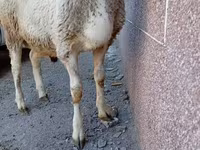 Խոյ, Arashan sheep — լուսանկար 4