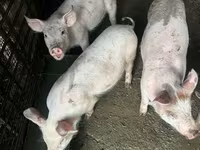 Säue, Schweine — Foto 2