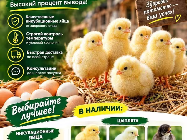 Chickens