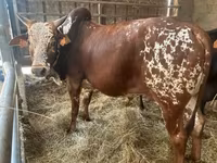 Bulle, Zebu — Foto 4