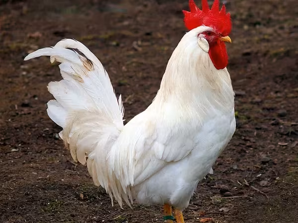 Chickens — Armenia