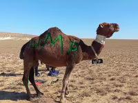 Ուղտ, Arvana camel — լուսանկար 1