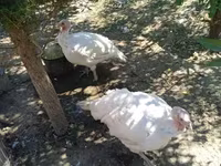Հնդկահավի միս թրչնամիս — photo 3