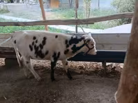 КРС (партия, пол не указан), Чёрно-пёстрая корова — фото 1