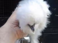Chickens — լուսանկար 3