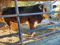 Bull, Kazakh White-headed cow — photo 2
