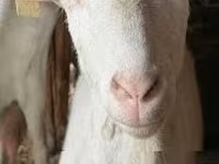 母羊, Alpines Steinschaf sheep — 照片 3