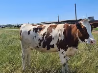 Կով, Russian Black pied cattle — լուսանկար 8