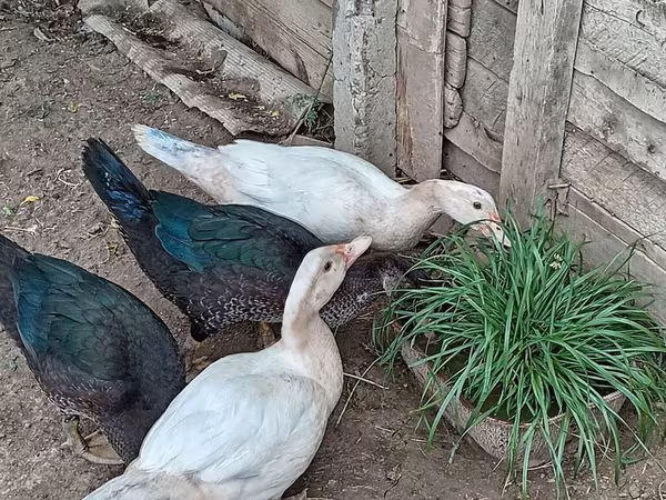 Hausente