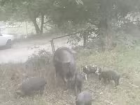 Eber, Schweine — Foto 2