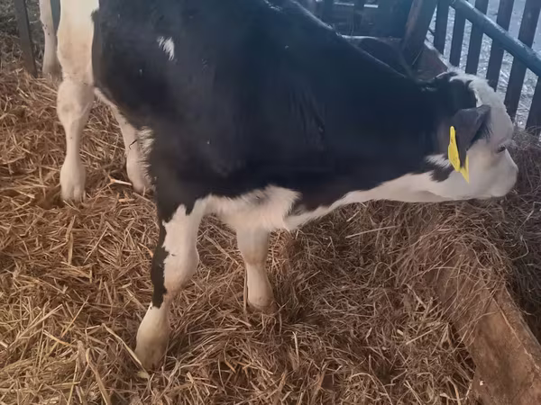 Ցուլ, Simmental cattle