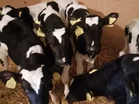 मवेशी (लॉट, लिंग निर्दिष्ट नहीं), Simmental cattle — फ़ोटो 3