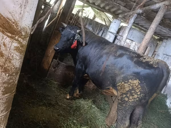 公牛, Cattle