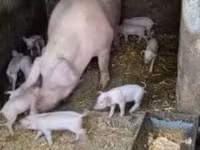 Sow, Pigs — photo 3
