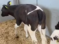 بقرة, Russian Black pied cattle — الصورة 4