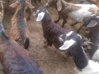 山羊（批次，未指定性别）, Goats — 照片 2