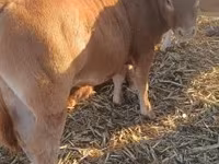 Bull, Limousin cow — photo 1