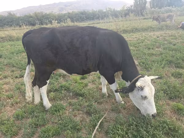 Կով, Աբերդին-անգուսյան