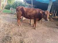 Կով, Red Estonian cattle — լուսանկար 1