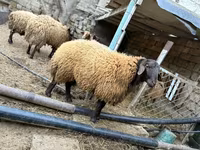 Widder, Schafe — Foto 4