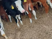 मवेशी (लॉट, लिंग निर्दिष्ट नहीं), Simmental cattle — फ़ोटो 1