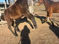 حصان, Hungarian horse breed — الصورة 2
