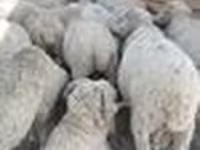 Ram, Merino sheep — photo 2