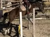 公马, Hungarian horse breed — 照片 1