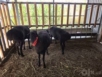 Widder, Hissar sheep — Foto 8