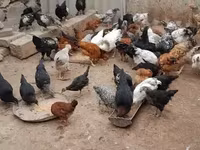 Chickens — photo 4