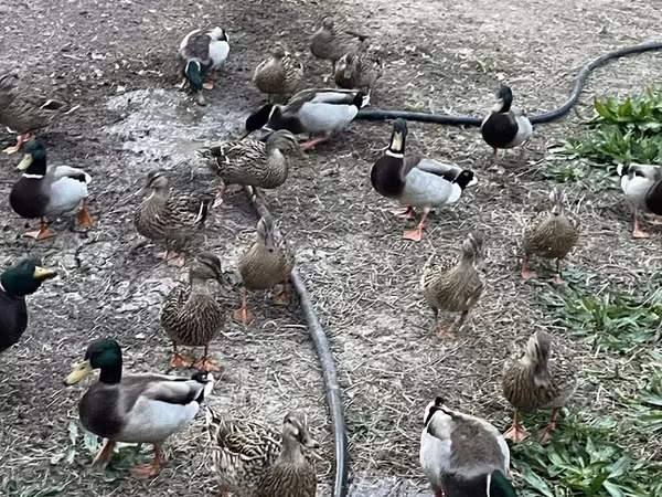 Ducks