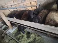 Խոյ, Edilbay sheep — լուսանկար 6
