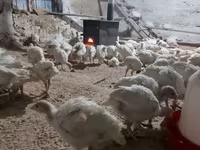Turkeys — Foto 2