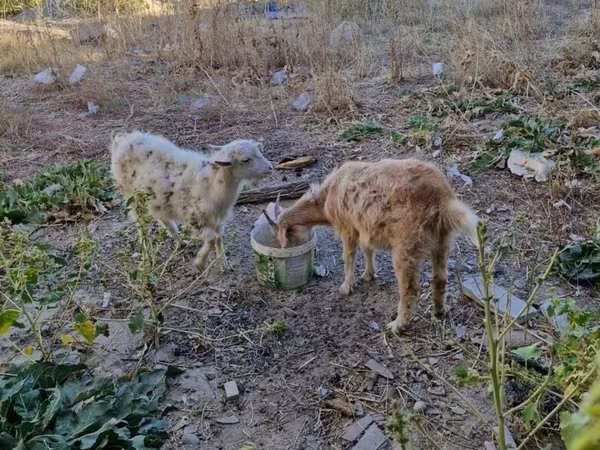 Ոչխար, Ոչխարներ