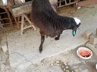 كبش, Blackheaded Persian sheep — الصورة 7