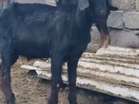 Billy Goat, Anatolian Black goats — photo 4