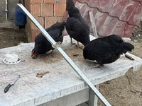 Chickens — Foto 4