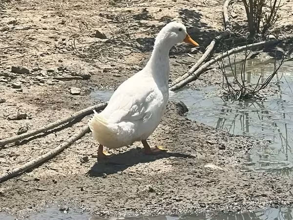 Ducks